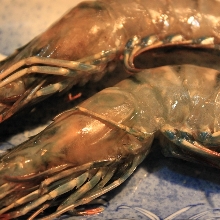 Salted and grilled shrimp
