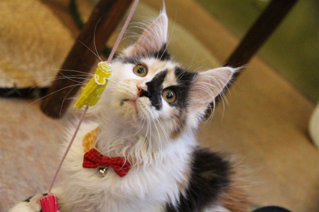 cat_cafe