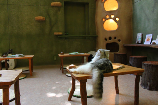 cat_cafe