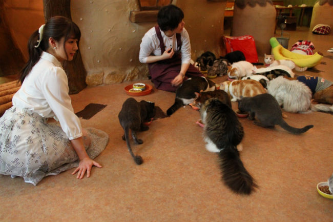 cat_cafe