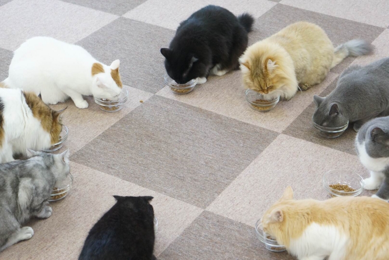 Catcafe