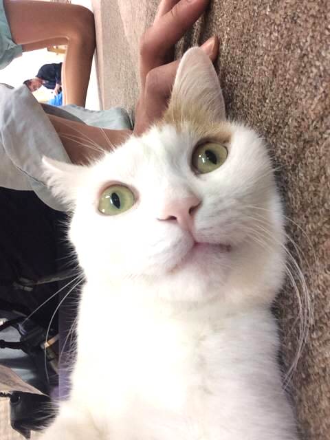 Catcafe